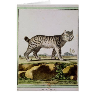 Kanadischer Luchs