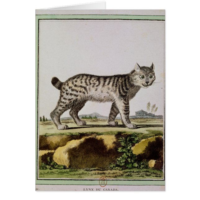 Kanadischer Luchs (Vorne)