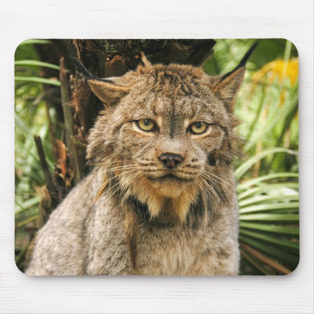 Kanadischer Luchs 4200e Mousepad (Vorne)
