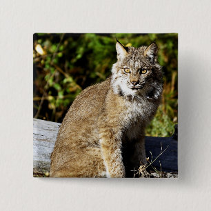 Kanadischer Luchs Button