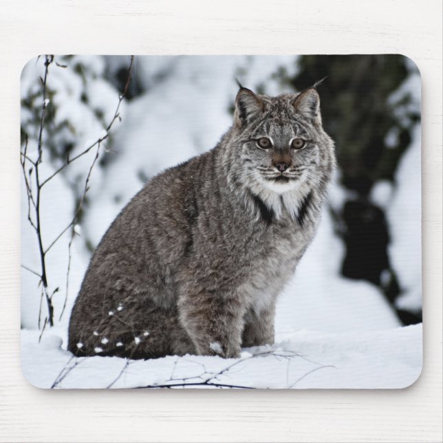 Kanadischer Luchs im Schnee Mousepad (Vorne)