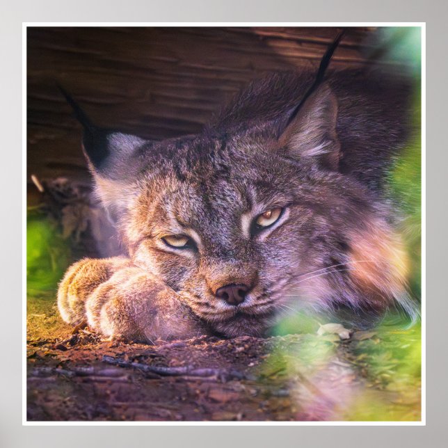 Kanadischer Luchs in Ruhe - Wildtier-Porträt - Dru Poster (Vorne)
