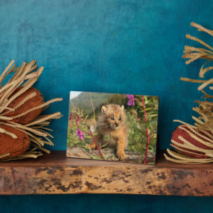 Kanadischer Luchs Jungtier, Alaska Fotoplatte