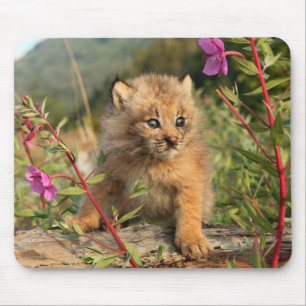 Kanadischer Luchs Jungtier, Alaska Mousepad