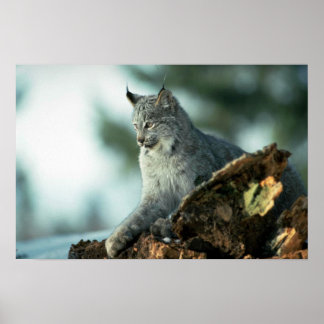 Kanadischer Luchs Poster