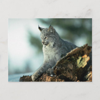 Kanadischer Luchs Postkarte
