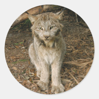 Kanadischer Lynx 0173 Runder Aufkleber