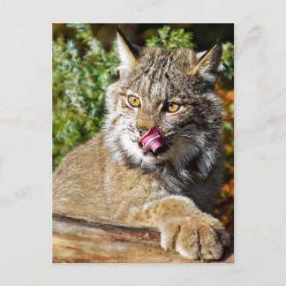 Kanadischer Lynx - alles in Postkarte