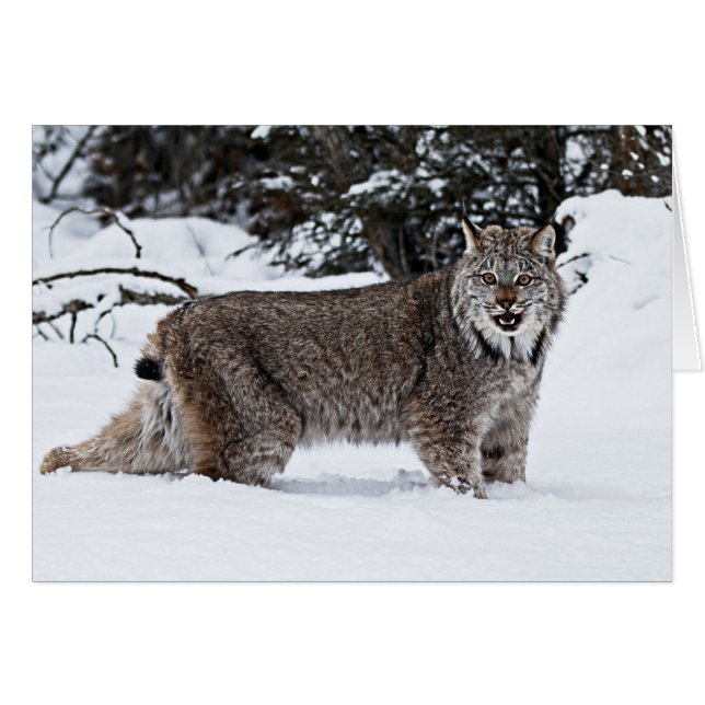 Kanadischer Lynx im Schnee (Vorderseite (Horizontal))