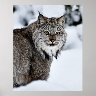 Kanadischer Lynx im Schnee Poster