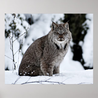 Kanadischer Lynx im Schnee Poster