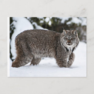 Kanadischer Lynx im Schnee Postkarte