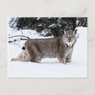 Kanadischer Lynx im Schnee Postkarte