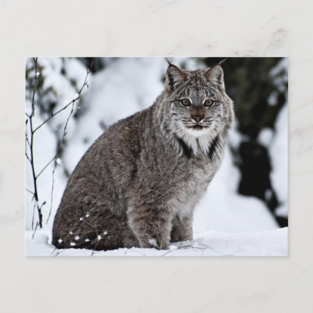 Kanadischer Lynx im Schnee Postkarte (Vorderseite)