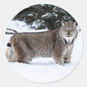 Kanadischer Lynx im Schnee Runder Aufkleber