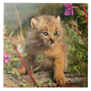 Kanadischer Lynx Kitten, Alaska Fliese