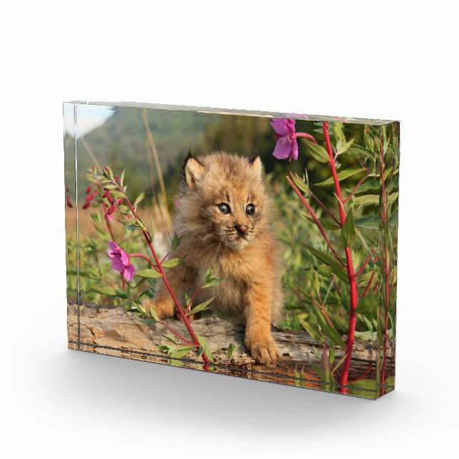 Kanadischer Lynx Kitten, Alaska Fotoblock (Rechts)