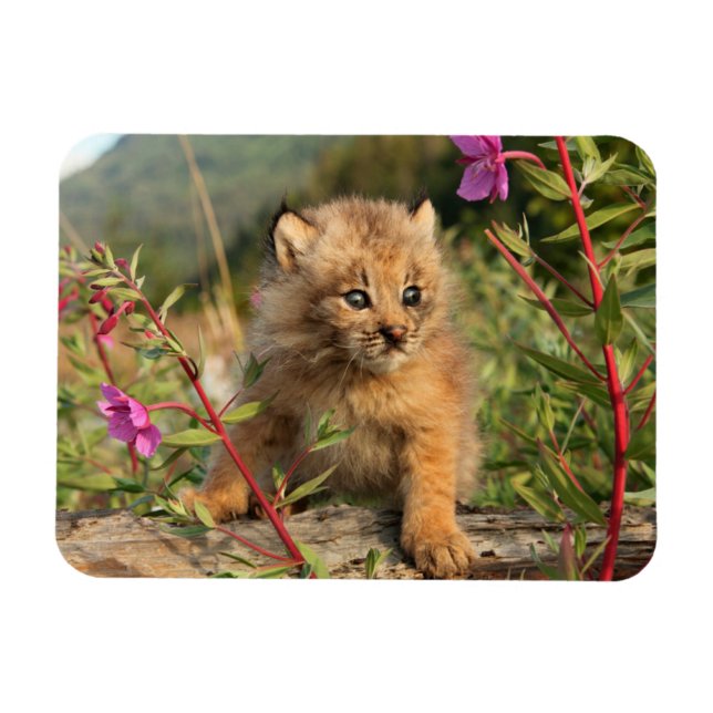 Kanadischer Lynx Kitten, Alaska Magnet (Horizontal)