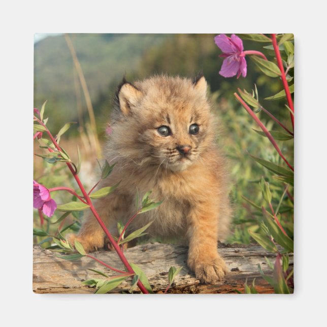 Kanadischer Lynx Kitten, Alaska Magnet (Vorne)