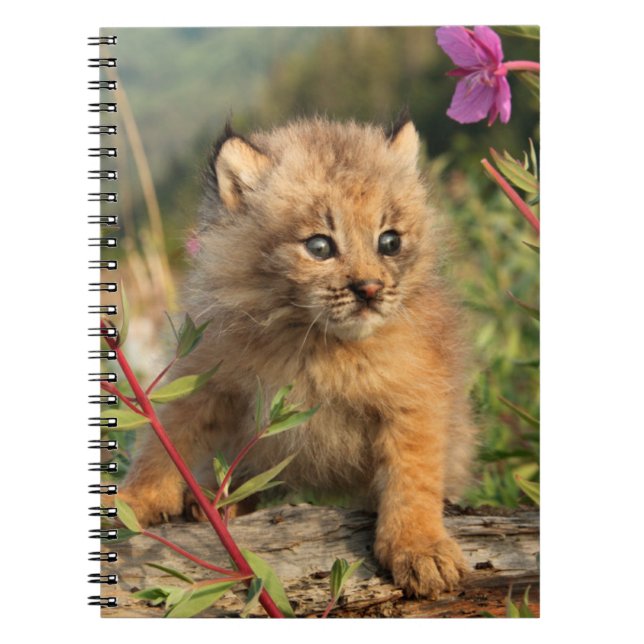 Kanadischer Lynx Kitten, Alaska Notizblock (Vorderseite)