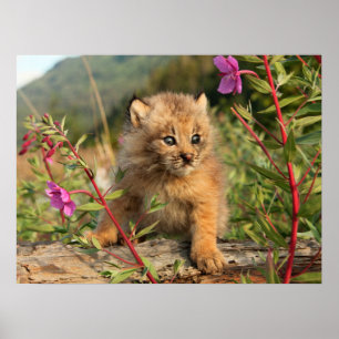 Kanadischer Lynx Kitten, Alaska Poster