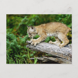 Kanadischer Lynx Kitten bereit zum Pounzieren Postkarte