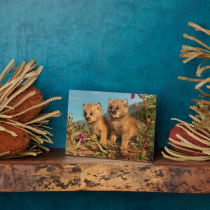 Kanadischer Lynx Kittens, Alaska Fotoplatte