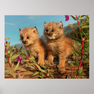 Kanadischer Lynx Kittens, Alaska Poster