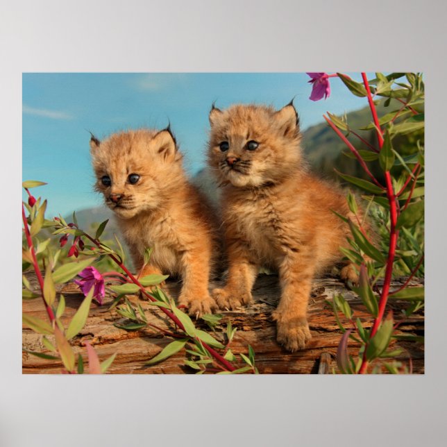 Kanadischer Lynx Kittens, Alaska Poster (Vorne)