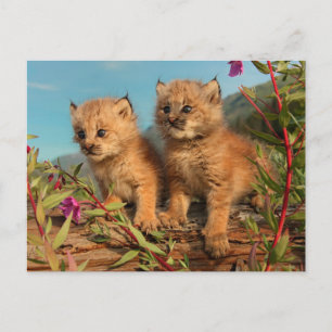 Kanadischer Lynx Kittens, Alaska Postkarte