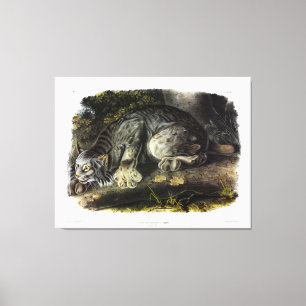 Kanadischer Lynx (Lynx Canadensis) (Kanadischer Ly Leinwanddruck