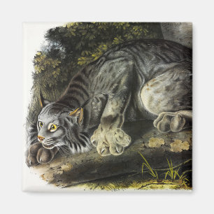 Kanadischer Lynx (Lynx Canadensis) (Kanadischer Ly Magnet