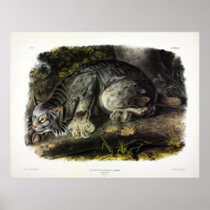 Kanadischer Lynx (Lynx Canadensis) (Kanadischer Ly Poster