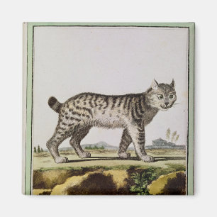 Kanadischer Lynx Magnet