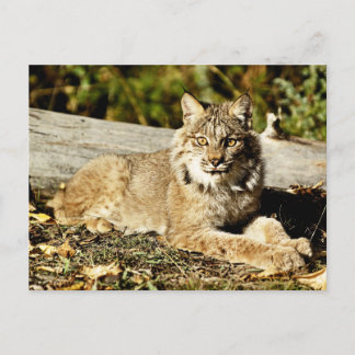 Kanadischer Lynx Postkarte