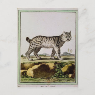 Kanadischer Lynx Postkarte