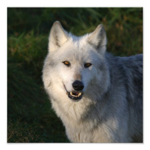 Kanadischer Timberwolf Kanadischer Timberwolf Fotodruck