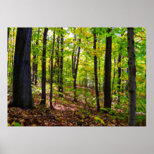 Kanadischer Wald im Sonnenlicht Poster