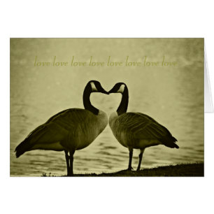 Kanadisches Gans-Foto