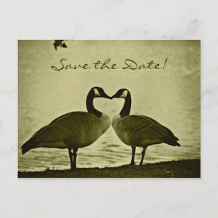 Kanadisches Gans-Foto Ankündigungspostkarte