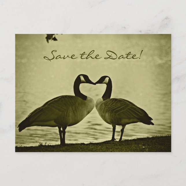 Kanadisches Gans-Foto Ankündigungspostkarte (Vorderseite)