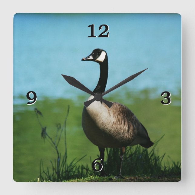 Kanadisches Gans-Foto Quadratische Wanduhr (Vorderseite)