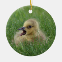 Kanadisches Gans-Küken