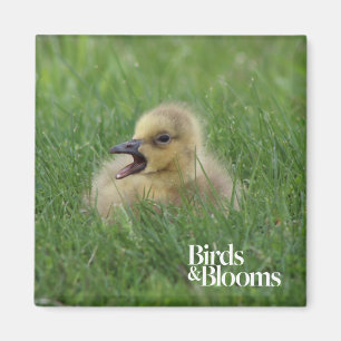 Kanadisches Gans-Küken Magnet