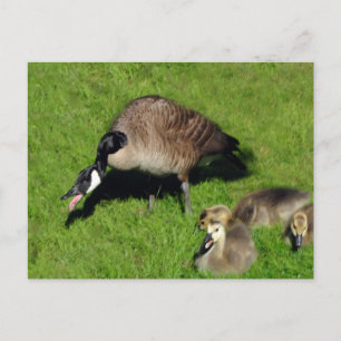 Kanadisches Gänse mit Mutter 1 Postkarte