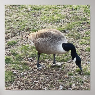 Kanadisches Gänseposter Poster