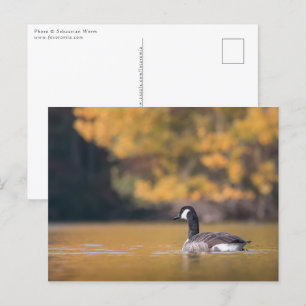 Kanadisches Goose-Nature-Foto Postkarte