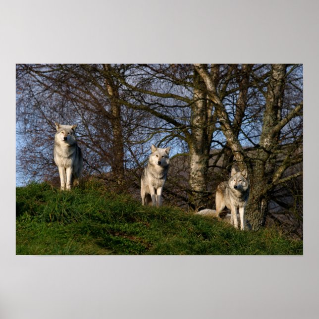 kanadisches Holzwolf-Poster/Print Poster (Vorne)