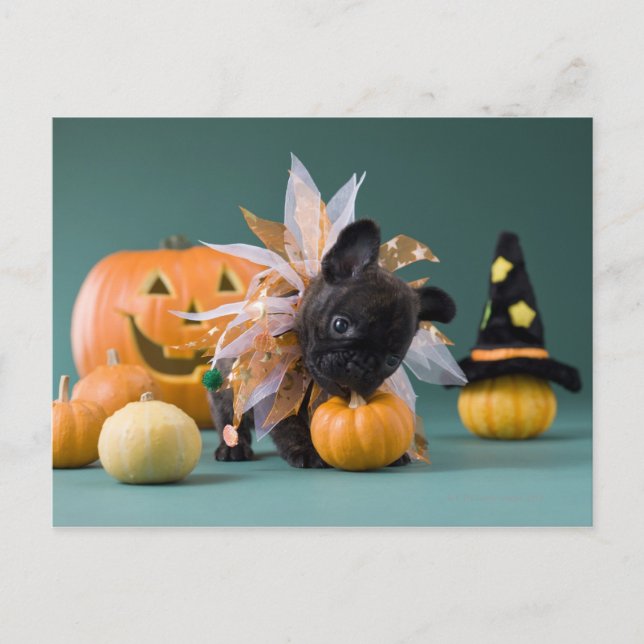 Kanagawa, Honshu, Japan Postkarte (Vorderseite)