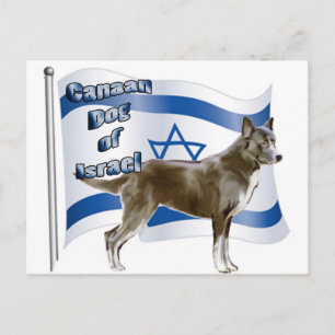 Kanaischer Hund aus Israel Postkarte